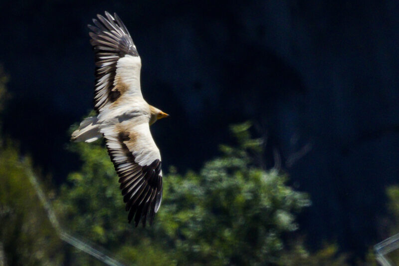 Vautour percnoptère dans les gorges de la Jonte